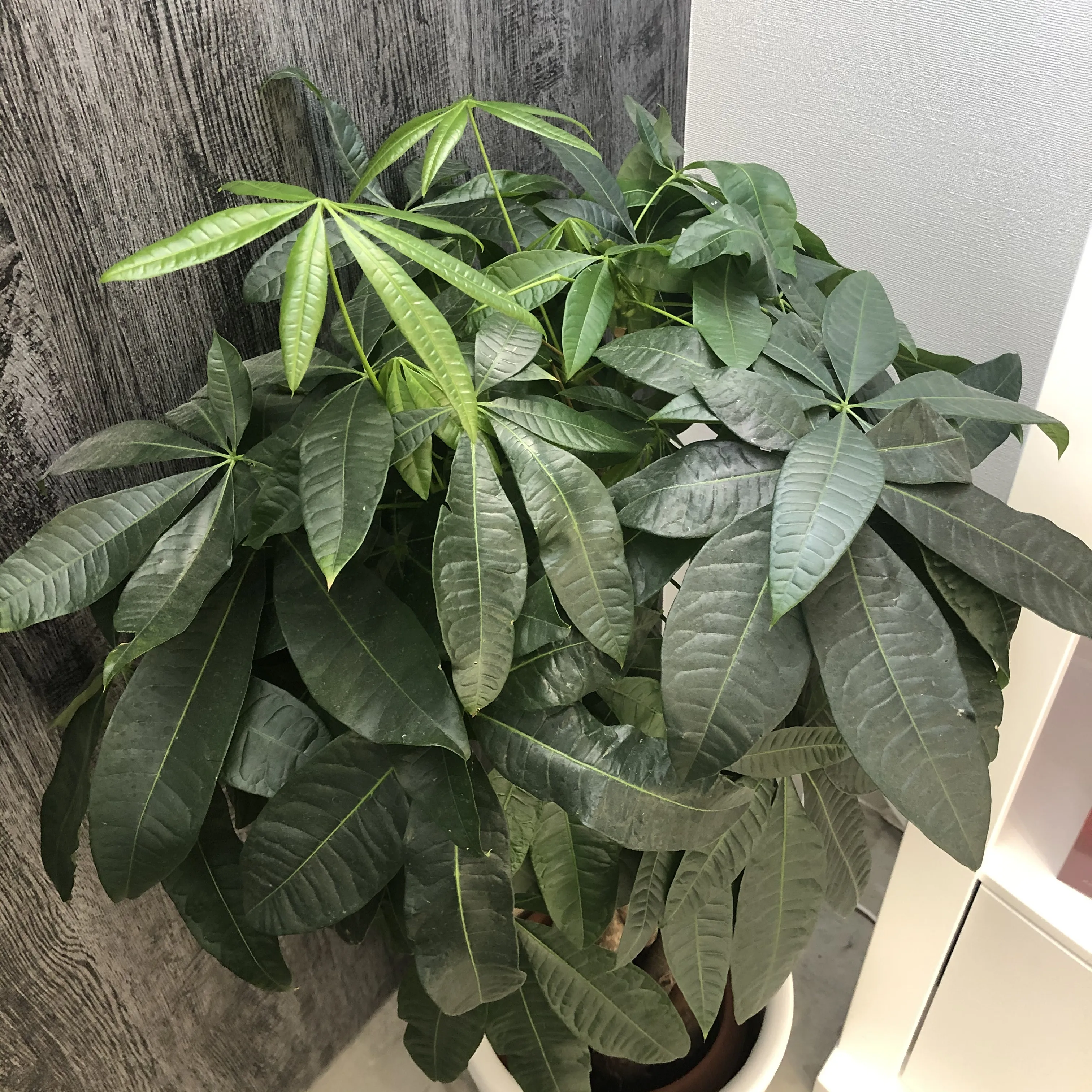 ちょっとうれしい話！